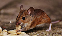agricultural-pest-management Experts in Dept Army Pentagon